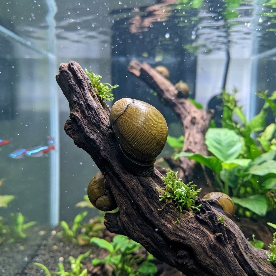 Tiger Eye Nerite Snail