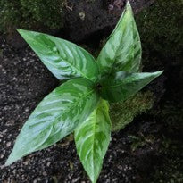 Ooia Grabowskii