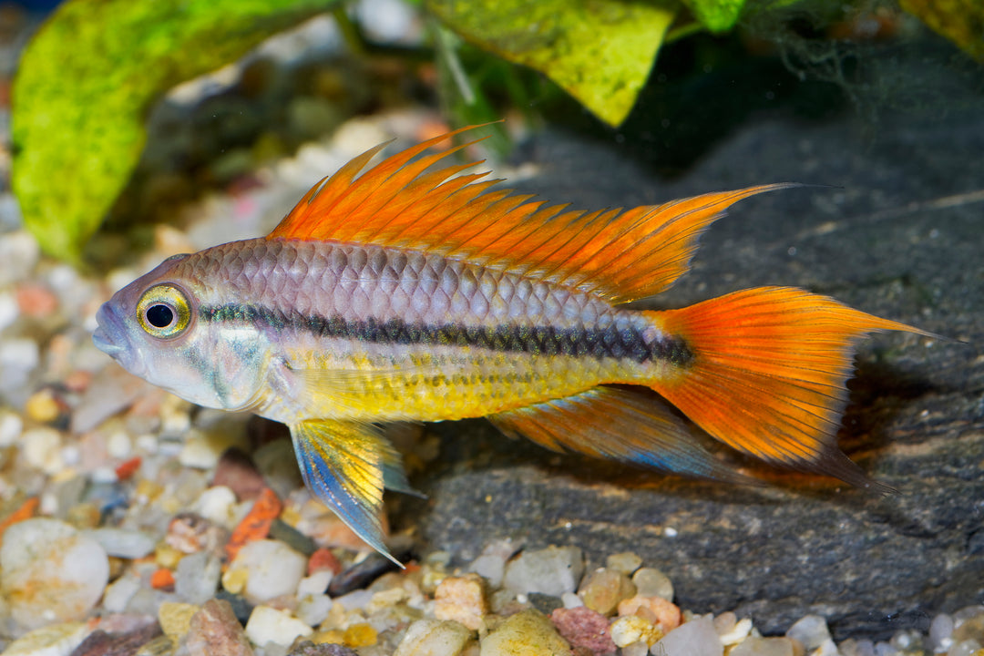Orange Flash Apistogramma
