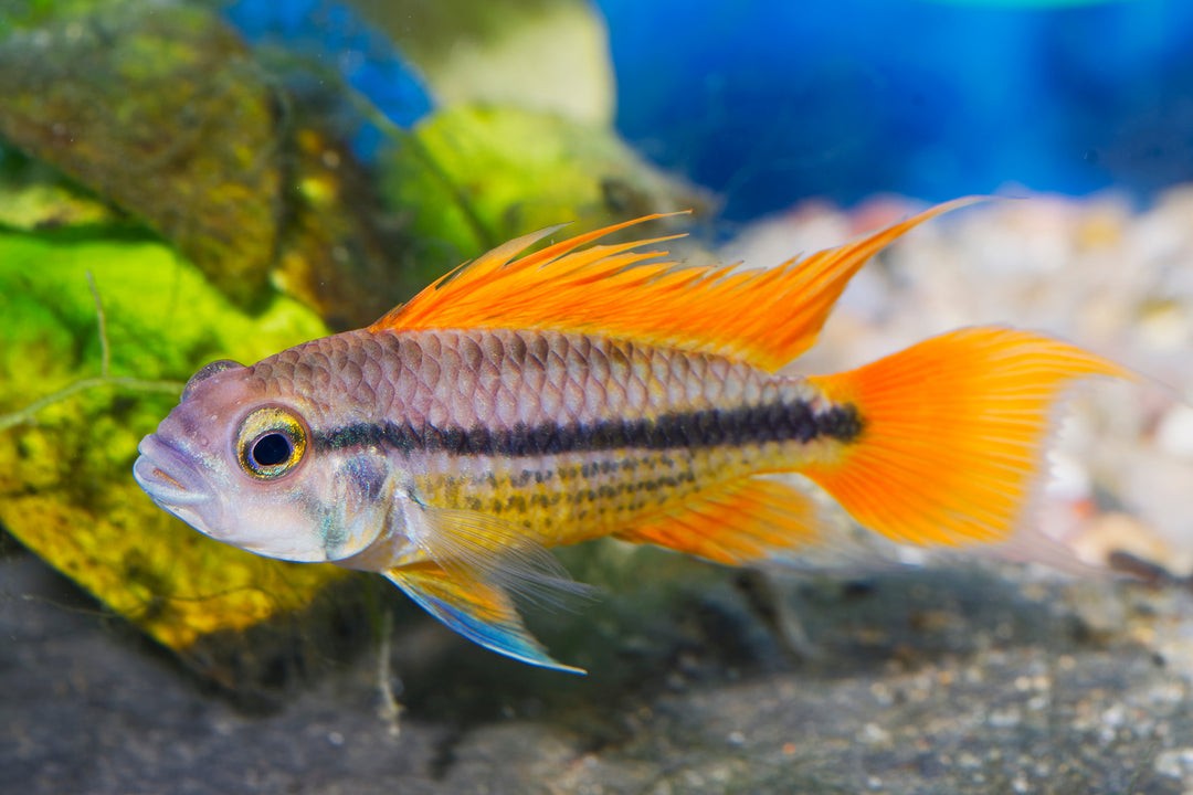 Orange Flash Apistogramma