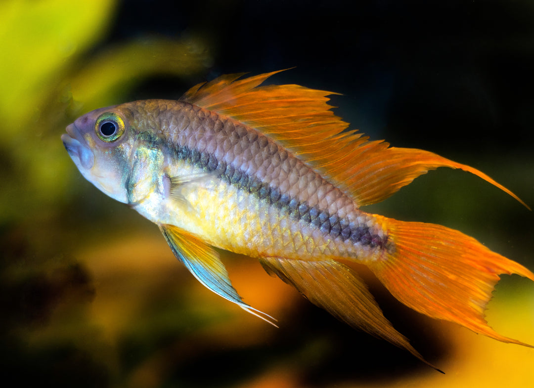 Orange Flash Apistogramma