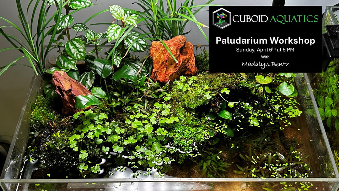 Palladarium Workshop - Sunday, April 6th, 2025