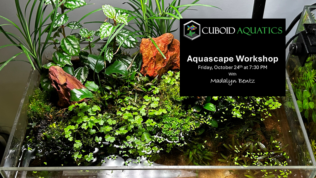 Aquascaping Workshop Workshop - Friday, October 24th, 2025