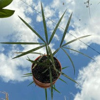Palm Dypsis Lutescens