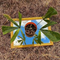 Palm Licuala Mapu