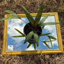 Palm Licuala Sp. Kalimantan