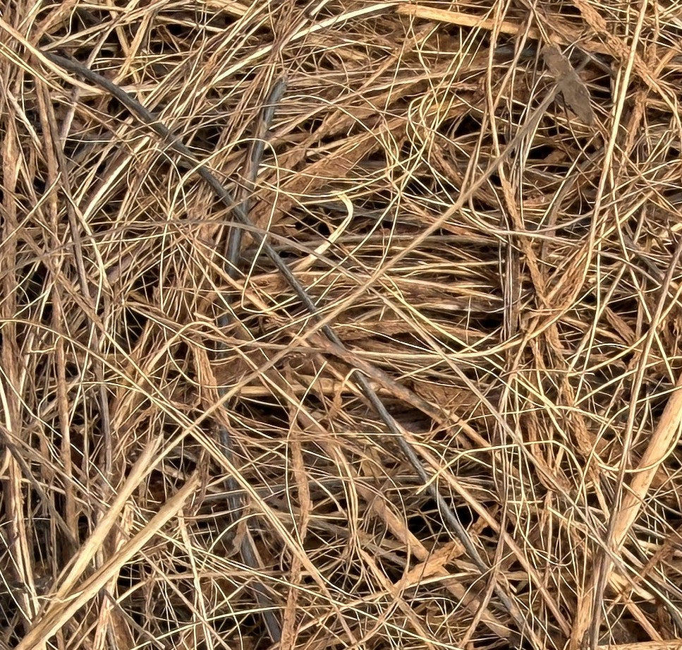 WIO Wood Bit - Palmira Fiber