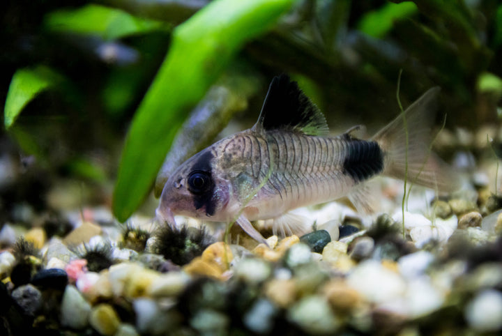 Panda Cory