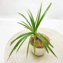 Pandanus sp. Borneo