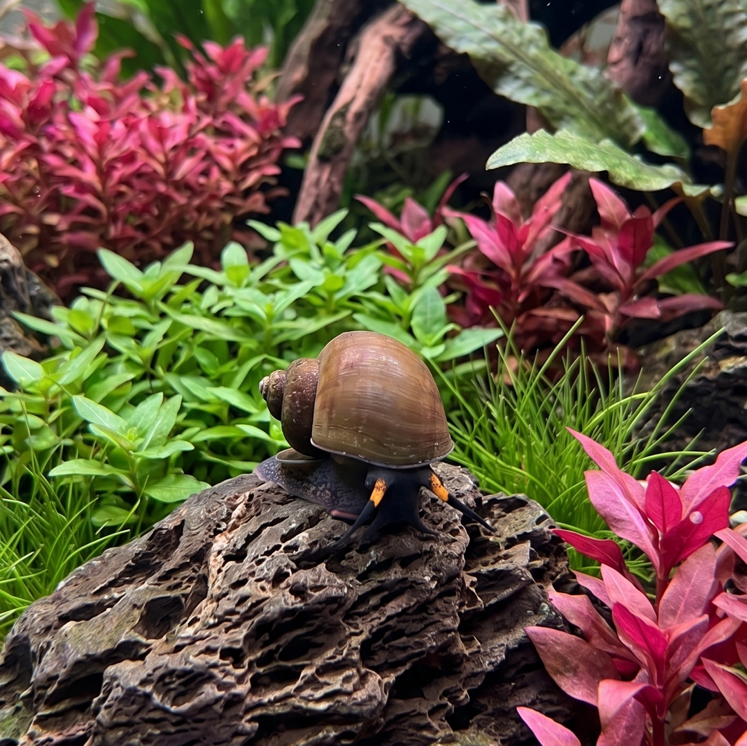 Papua Blueberry Snail
