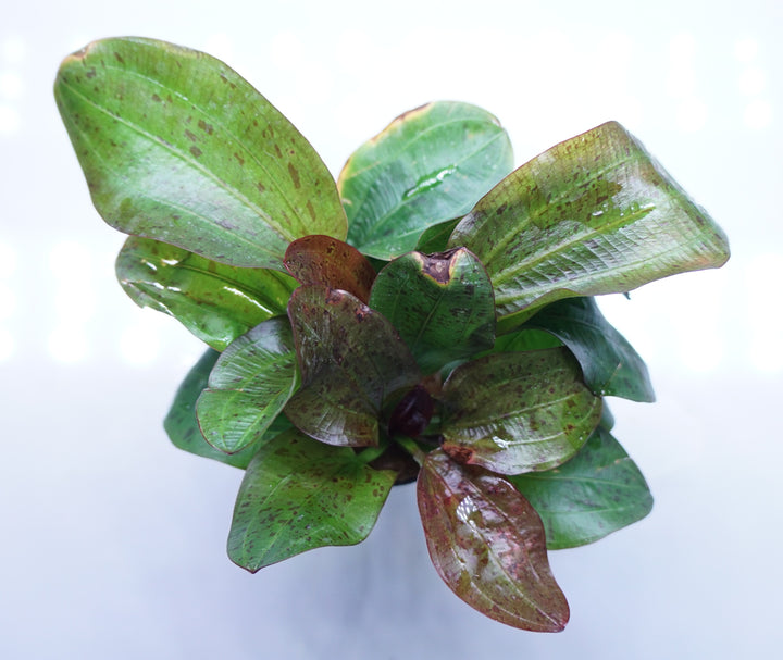 Echinodorus Paul Kloecker