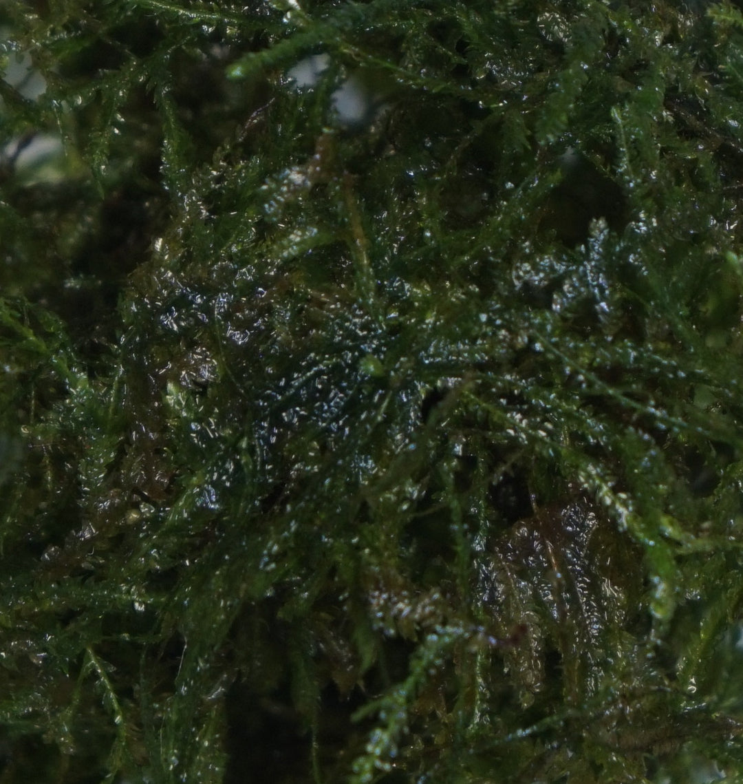 Peacock Moss