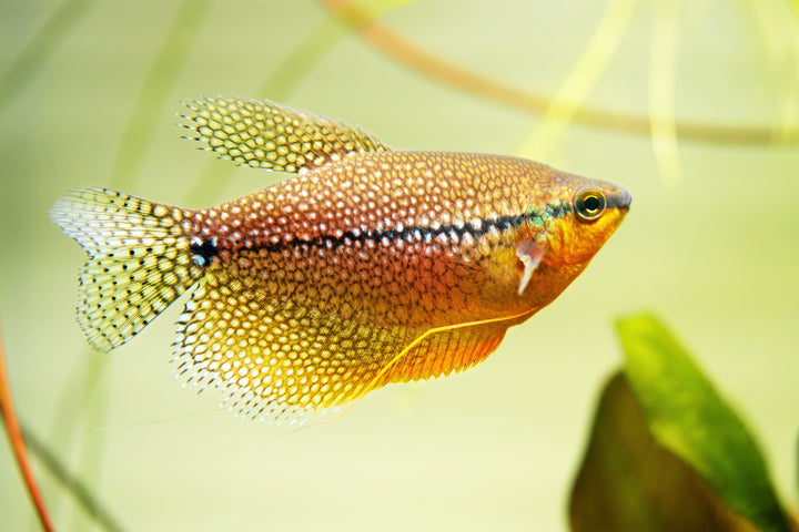 Pearl Gourami
