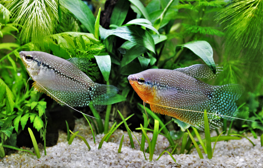 Pearl Gourami