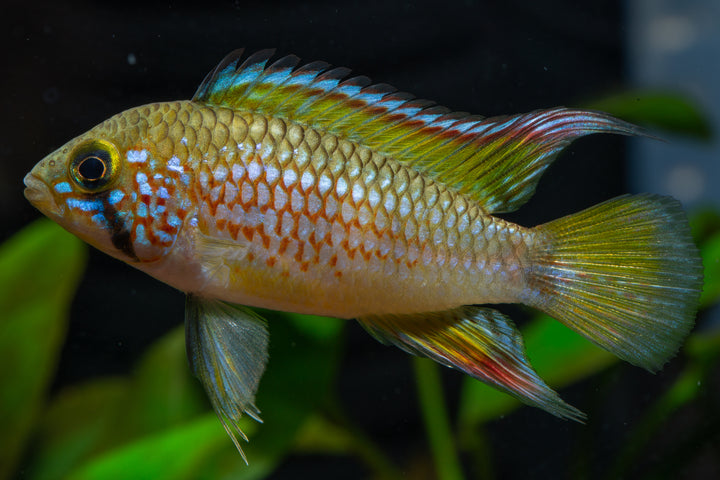 Pebas Apistogramma