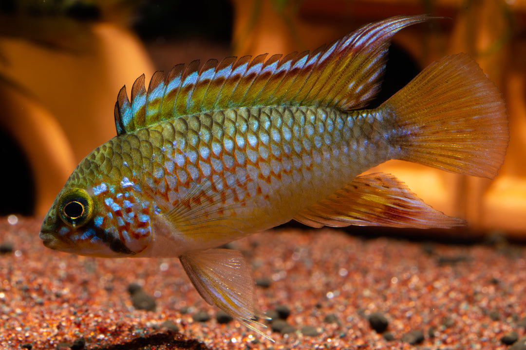 Pebas Apistogramma