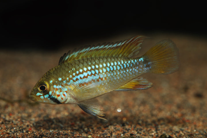 Pebas Apistogramma