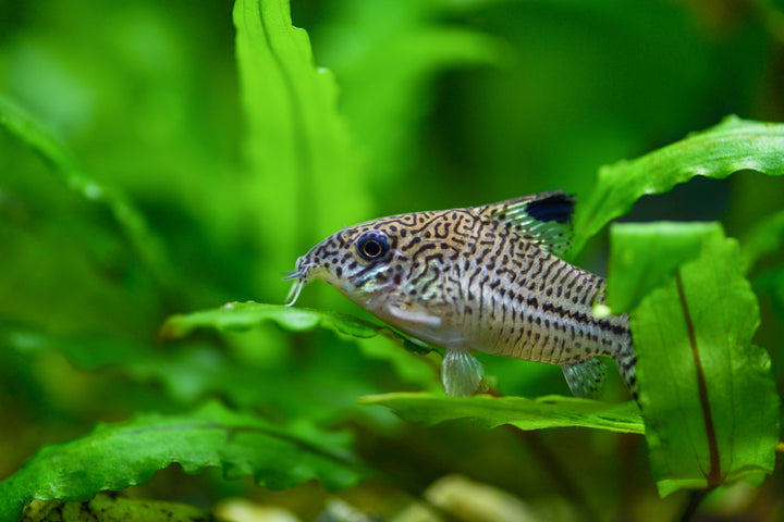 Peppered Cory