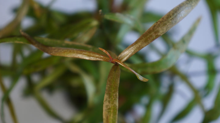 Persicara Praetermissa Sao Paulo