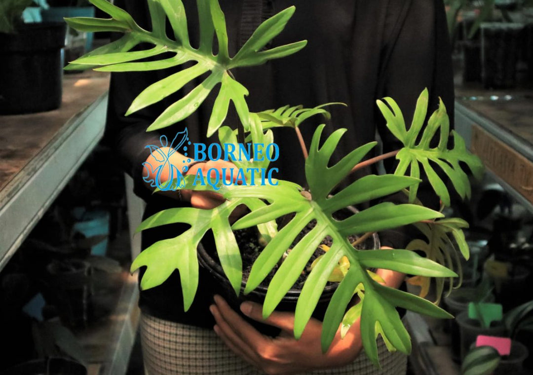 Philodendron Mayoi