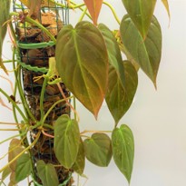 Philodendron Mican Klotzsch ex K.Koch