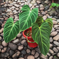Philodendron Splendin Melano X Verrucosum