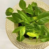 Philodendron sp. Burle Mark