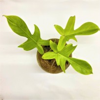 Philodendron sp. Florida Ghost