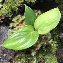 Philodendron sp. Moonlight