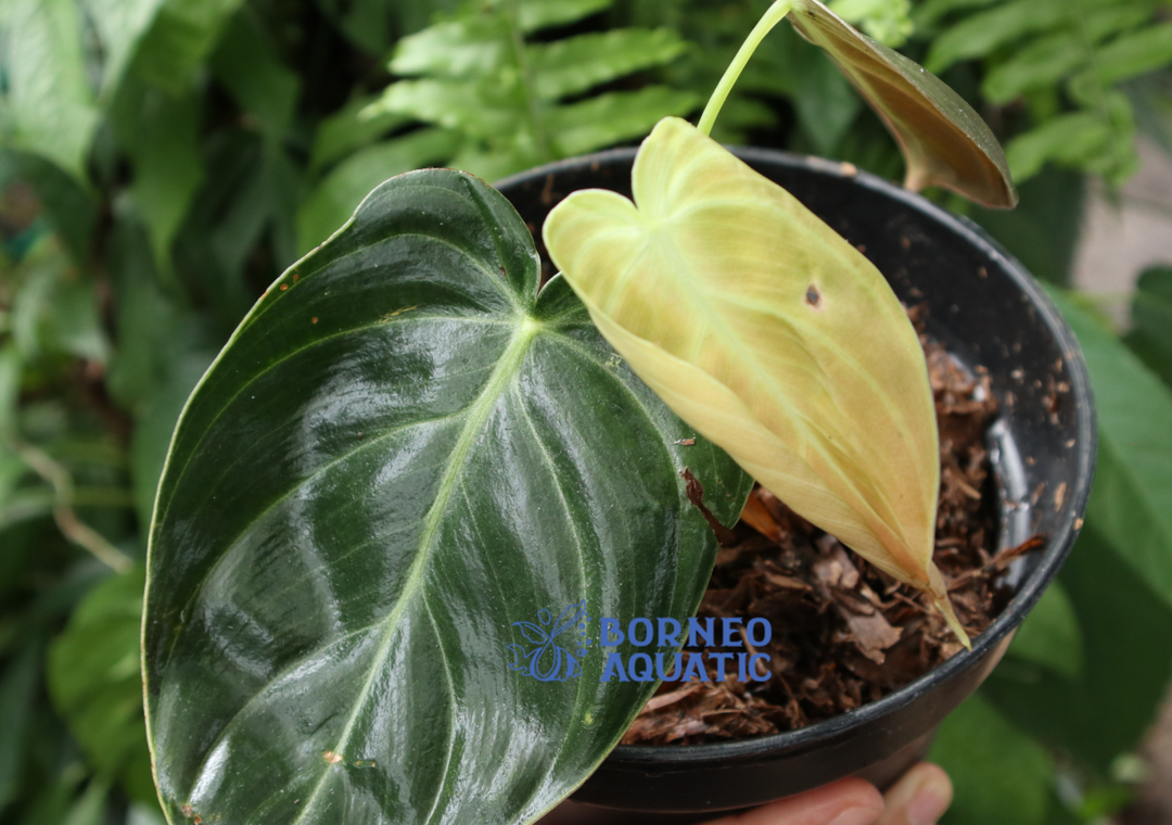 Philodendron sp. Melano