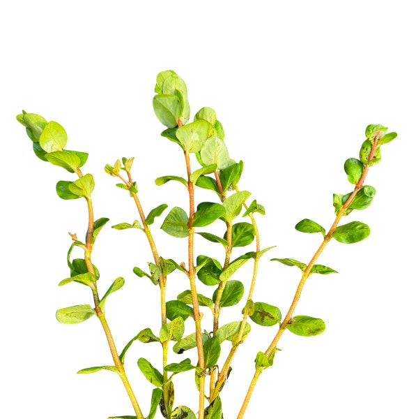 Rotala Macrandra Green