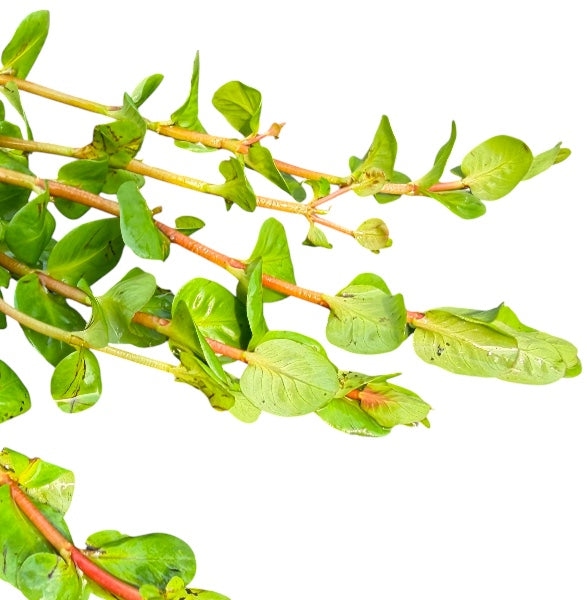 Rotala Macrandra Green