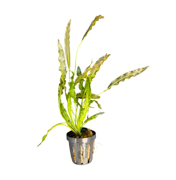 Aponogeton Undulatus