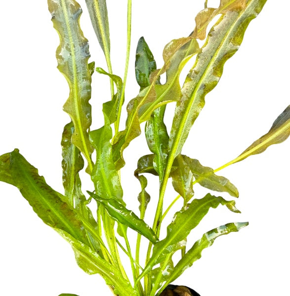 Aponogeton Undulatus