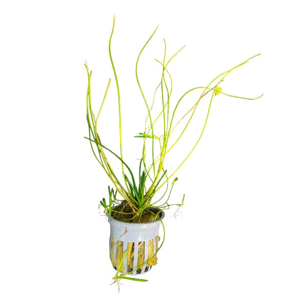 Littorella uniflora