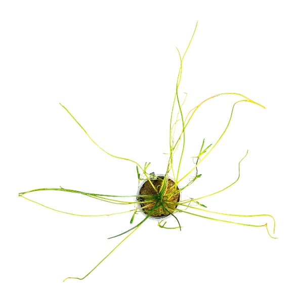 Littorella uniflora
