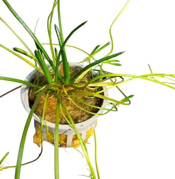 Littorella uniflora