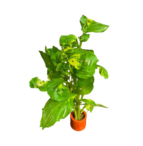 Marble Temple Plant