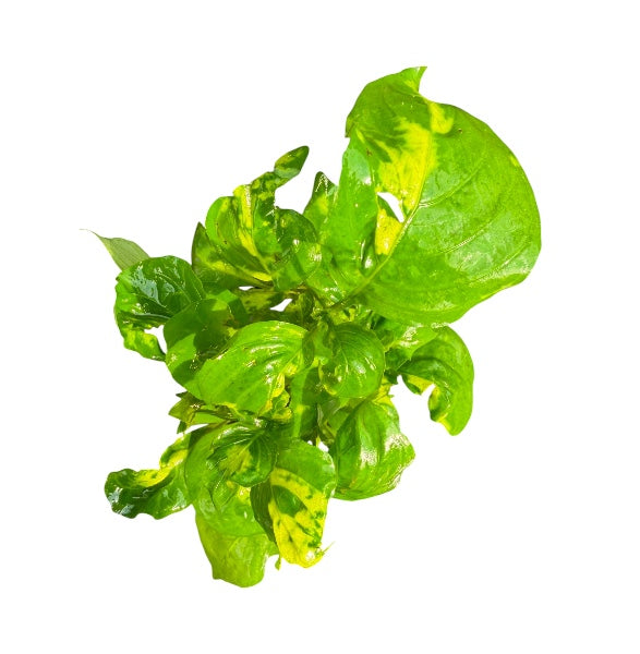 Marble Temple Plant