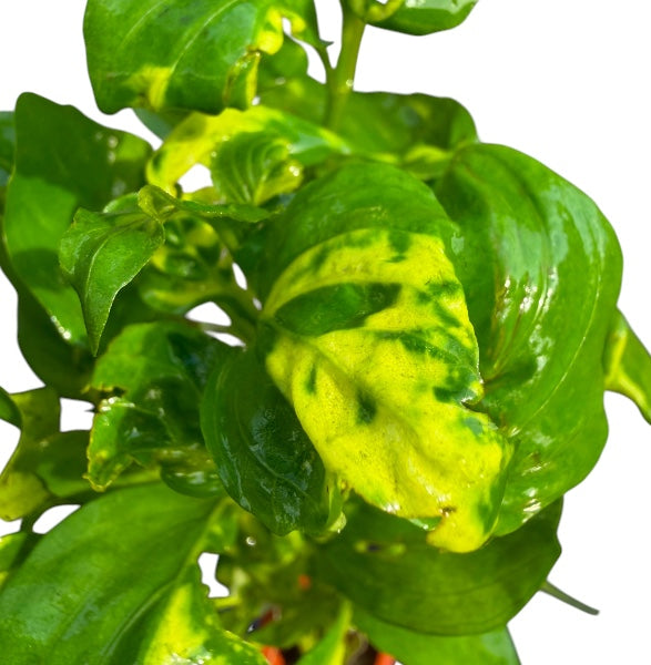 Marble Temple Plant