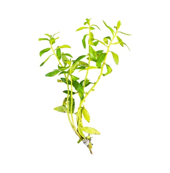 Proserpinaca palustris