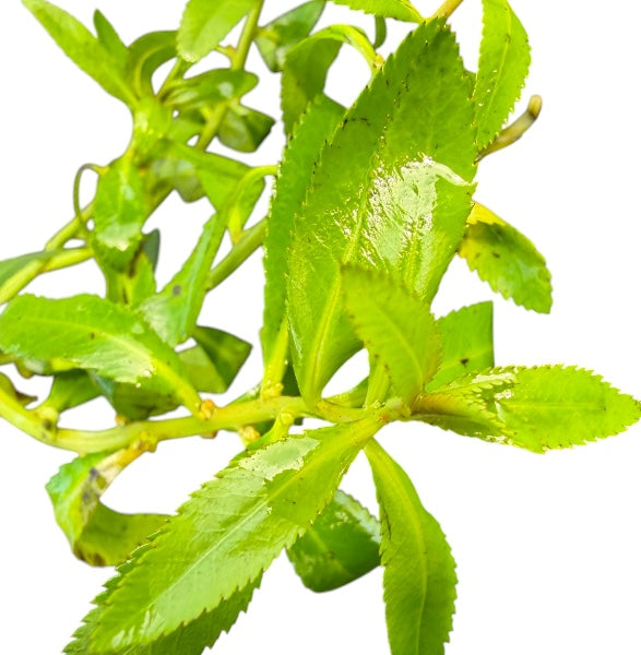 Proserpinaca palustris