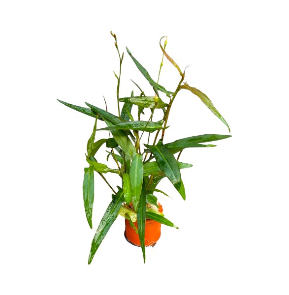 Persicara Praetermissa
