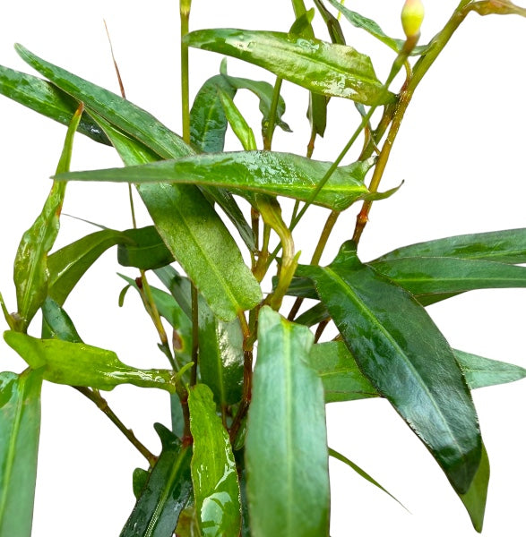 Persicara Praetermissa
