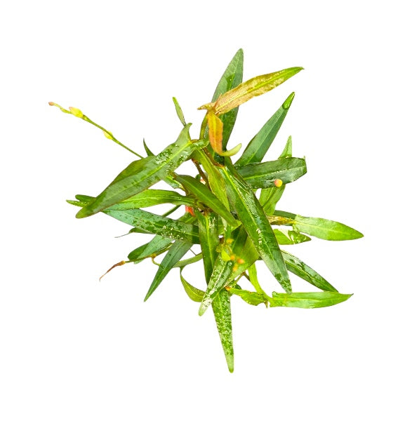 Persicara Praetermissa