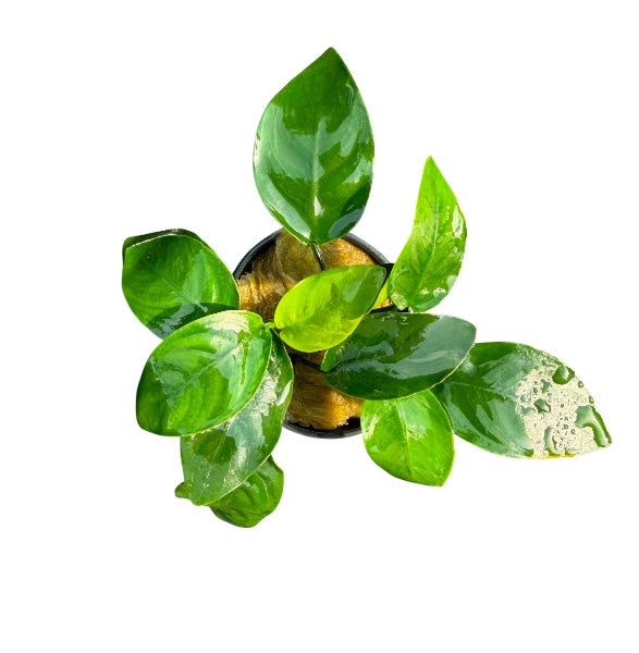 Anubias barteri nana short