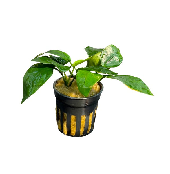 Anubias barteri nana short