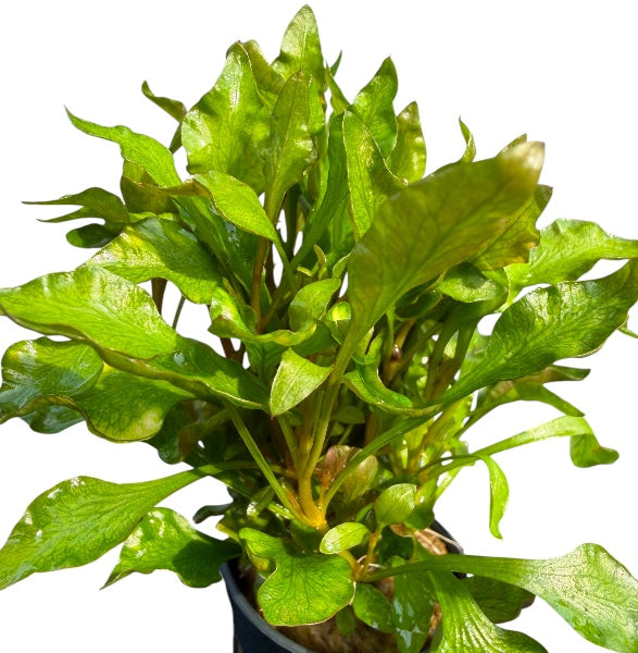 Alternanthera bettzickiana variegatus