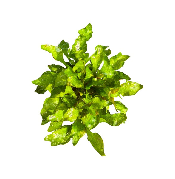 Alternanthera bettzickiana variegatus