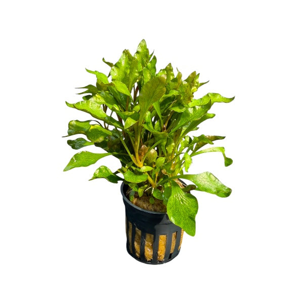 Alternanthera bettzickiana variegatus